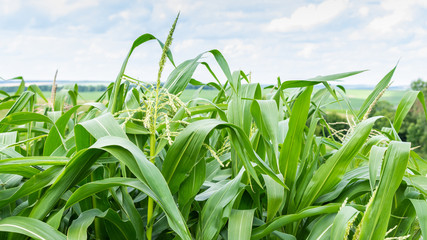 Tall green leaves of young corn in the garden, corn ripening in summer