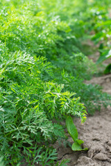 Rows of green carrot tops on the garden beds , ripening carrots in the summer in the garden
