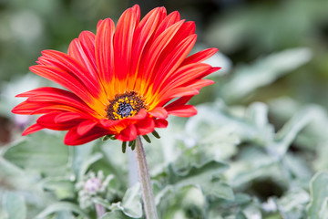 Dramatic and showy, the arctosis fireball stands out against the surrounding soft green leaves.