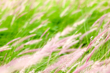 Blur of grassland background.
