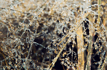 Morning dew drops on blades of grass close-up. Beautiful soft light beige and dark background. Soft dreamy tender artistic image