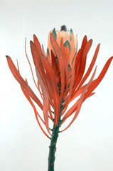 Protea flowers bunch. Blooming Dried King Protea Plant over White background. Extreme closeup. Holiday gift, bouquet, buds. One Beautiful fashion flower macro shot. Valentine's Day gift - Image