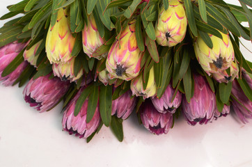 Protea flowers bunch. Blooming Pink King Protea Plant over White background. Extreme closeup. Holiday gift, bouquet, buds. One Beautiful fashion flower macro shot. Valentine's Day gift - Image