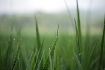 Lush green rice fields are dewy in the rice fields with a background of abstract bokeh spring. The top negative space can be used for words, bodycopy or writing