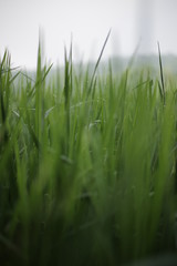 Lush green rice fields are dewy in the rice fields with a background of abstract bokeh spring. The top negative space can be used for words, bodycopy or writing