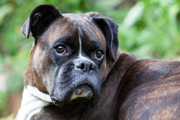 A purebred brindle boxer watches intently, ears raised in alertness and brow wrinkled.