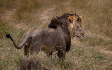 Lion in the wild, Kenya