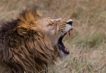 Lion in the wild, Kenya