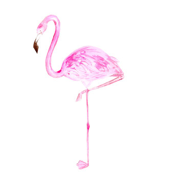 pink Flamingo watercolor, on white background, isolated illustration drawn by hands