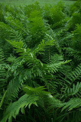 Fototapeta na wymiar Full of the fern leaves
