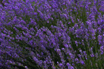 field of lavender