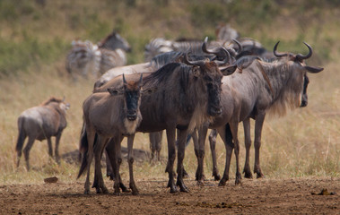 Naklejka na ściany i meble Wildebeests at Great Migration in Masia Mara