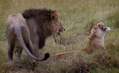 Lion in the wild, Kenya