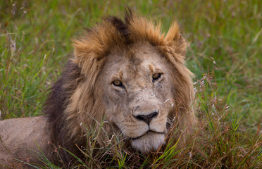 Lion in the wild, Kenya