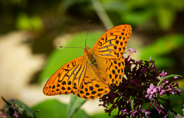 Silver-washed fritillary on lilac blossom