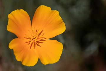 Betörender Duft der Frühlingsblumen im Gegenlicht des Sonnenscheins begrüßen Frühling und...