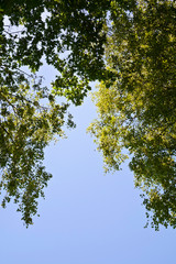 Branches of birch with leaves against the sky