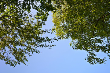Branches of birch with leaves against the sky