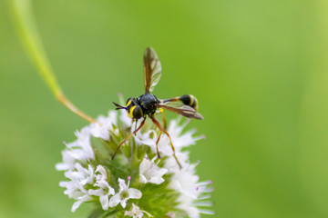 Schlupfwespe im Tarnkleid der gemeinen Wespe als idealer Schutz und Tarnmechanismus oder Mimikry zum Überleben und Vermeiden von Fressfeinden
