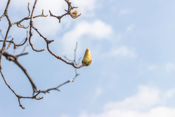 close up of magnolia buds