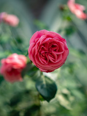 Flowers on display in Singapore