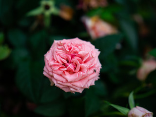 Flowers on display in Singapore