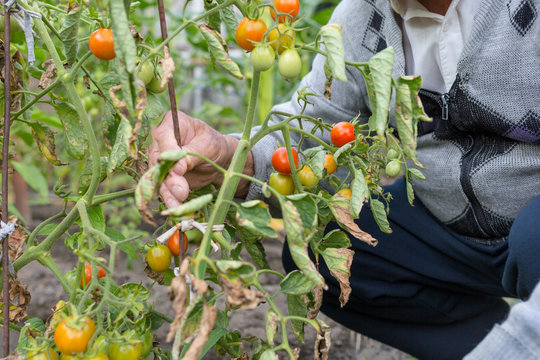 Old farmer in garden among tomato bushes. Checks the crop. Concept of manual labor and home garden.