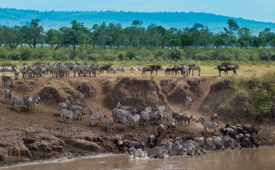 The Great Migration in Masai Mara