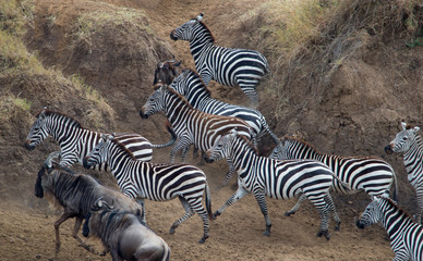 Zebras In The Wild