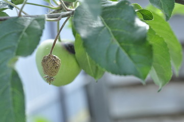 Obraz premium dried unripe apples on a tree are wormy spoiled. Bad harvest