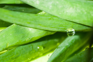 A drop hanging from a stalk of green onions on a green kitchen board