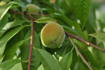 Slightly unripe peaches ripen on a tree in the sun