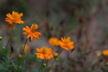 marigold flower