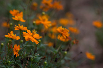 marigold flower