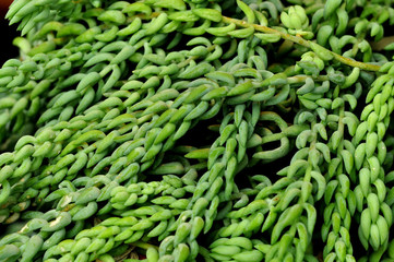 The green branches of a plant