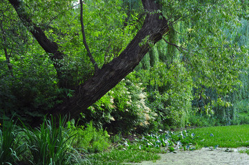 View of a tree with a green crown