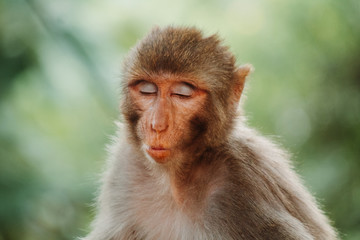 Portrait of a monkey making funny face