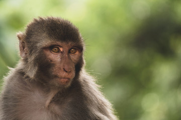 Portrait of monkey looking sideways