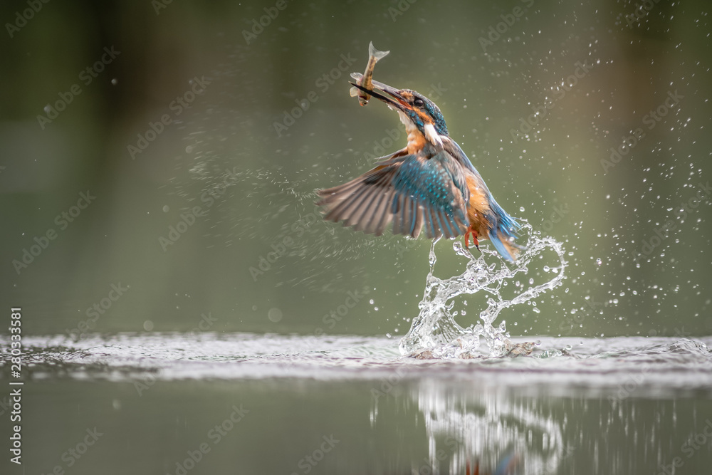 Poster a male kingfisher caught in flight emerging from the water with a minnow fish in its beak after a su