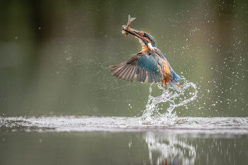 A male kingfisher caught in flight emerging from the water with a minnow fish in its beak after a successful dive  and water splash off the surface of a pool