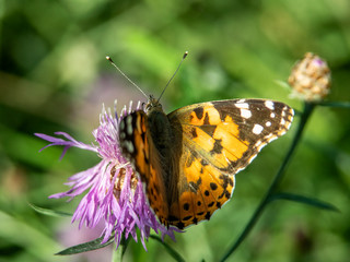 motyl