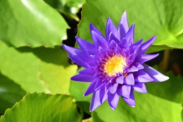 Purple lotus flower beauty nature in South Thailand