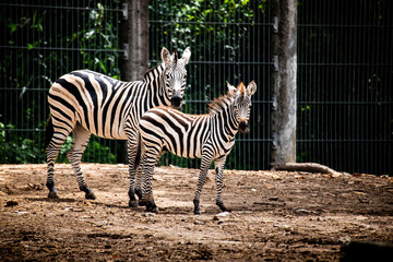 Fototapeta na wymiar Beautiful Zebras are looking at the camera on the bright sunny day.