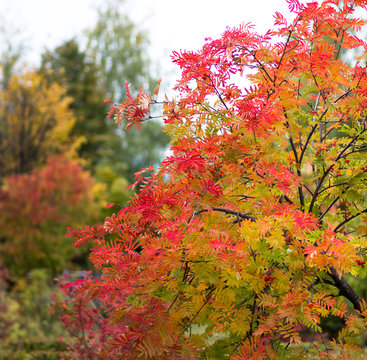 Colorful owan tree with berries in the autumn park