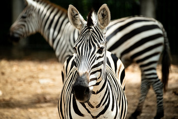 Fototapeta na wymiar Closeup beautiful Zebra looking at the camera with another Zebra standing behind in blur background.