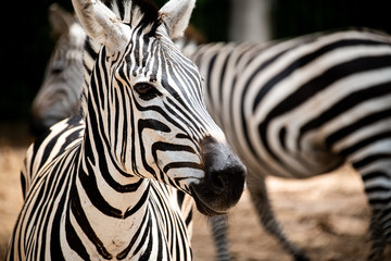 Obraz na płótnie Canvas Closeup portrait Zebra facing at camera with another Zebras standing behind 