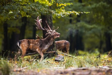 Dominant male mammal fallow deer, dama dama, roaring in the forest with second blurred stag in...