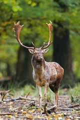 Male mammal fallow deer, dama dama, standing in the forest in the summer with space for text. Wakeful stag with monumental antlers staring into distance with blurred background and copyspace.