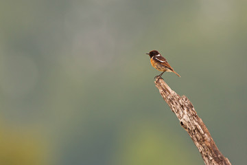 Male European stonechat, Saxicola rubicola, sitting on the bought in the summer with space for copy. Little brown bird observing the surroundings from side view with blurred background.