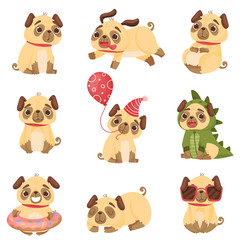 Set of images of cute pugs. Vector illustration on white background.